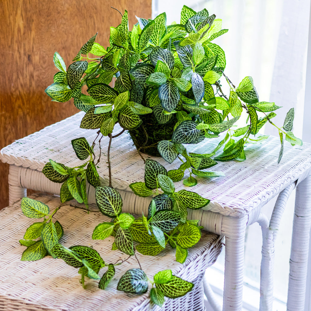 Fittonia Plant Drop In
