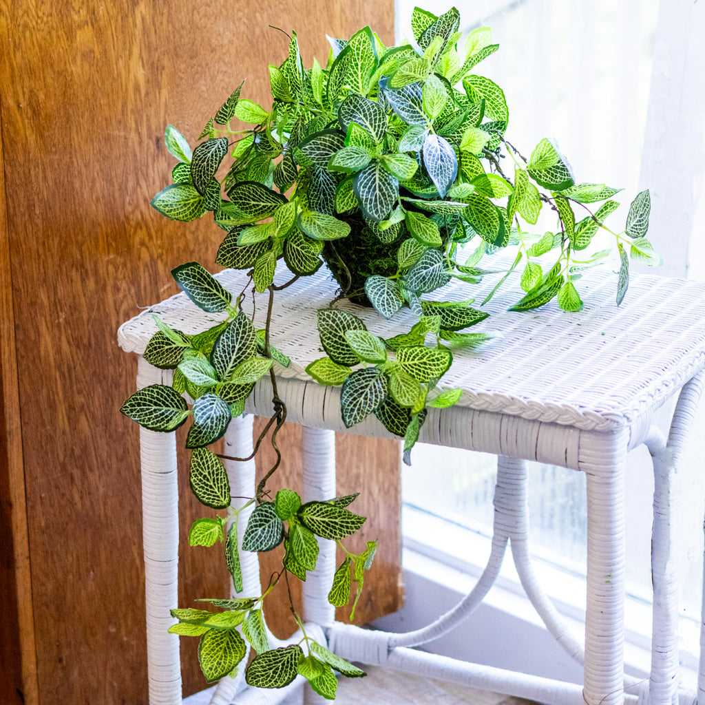 Fittonia Plant Drop In