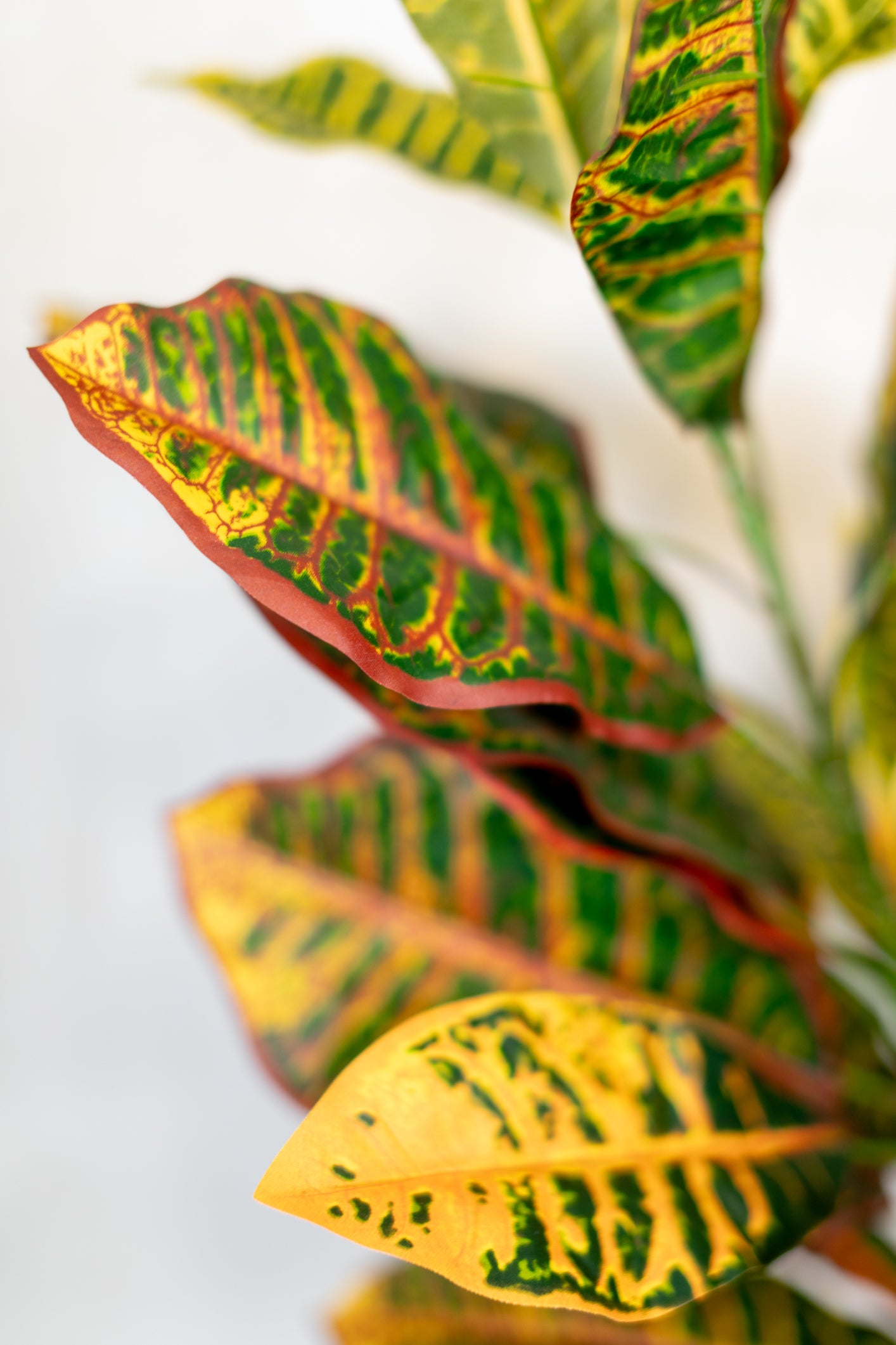 Croton Plant Stem