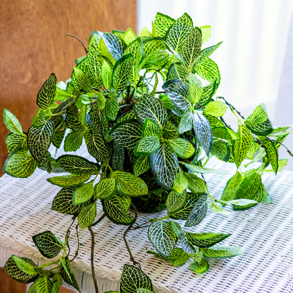 Fittonia Plant Drop In