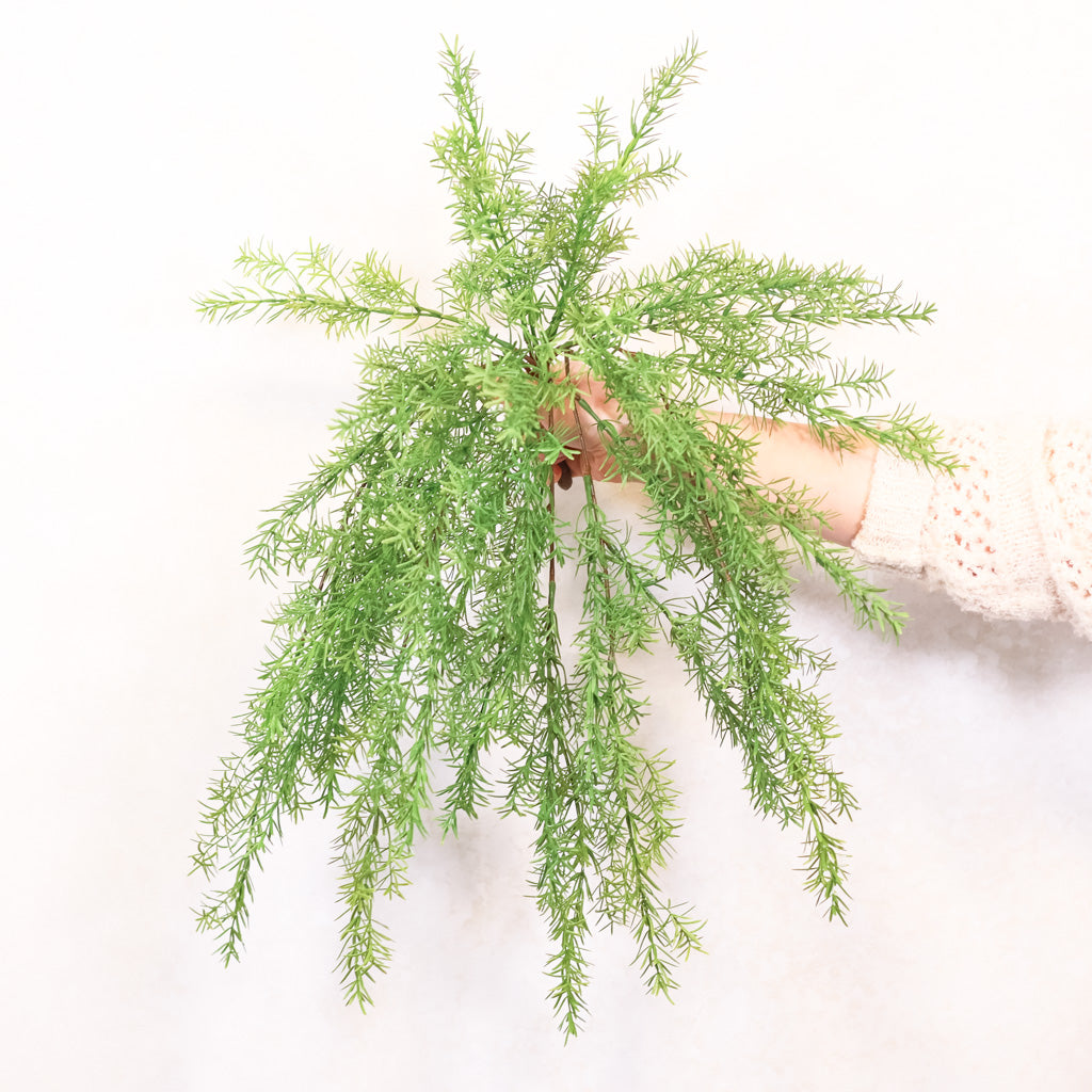 Hanging Springeri