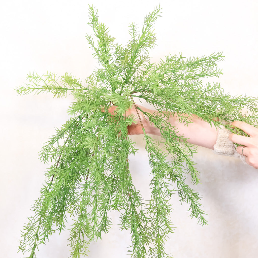 Hanging Springeri
