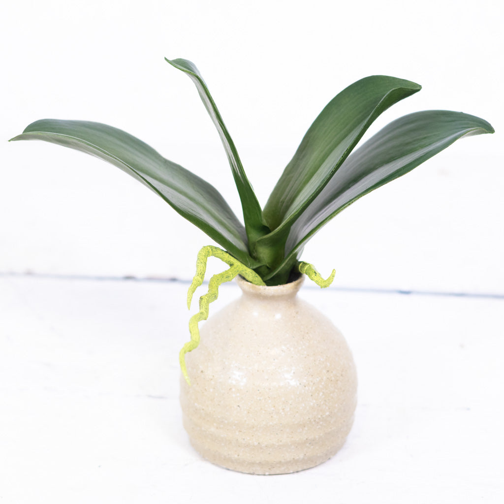 Phalaenopsis Orchid Foliage