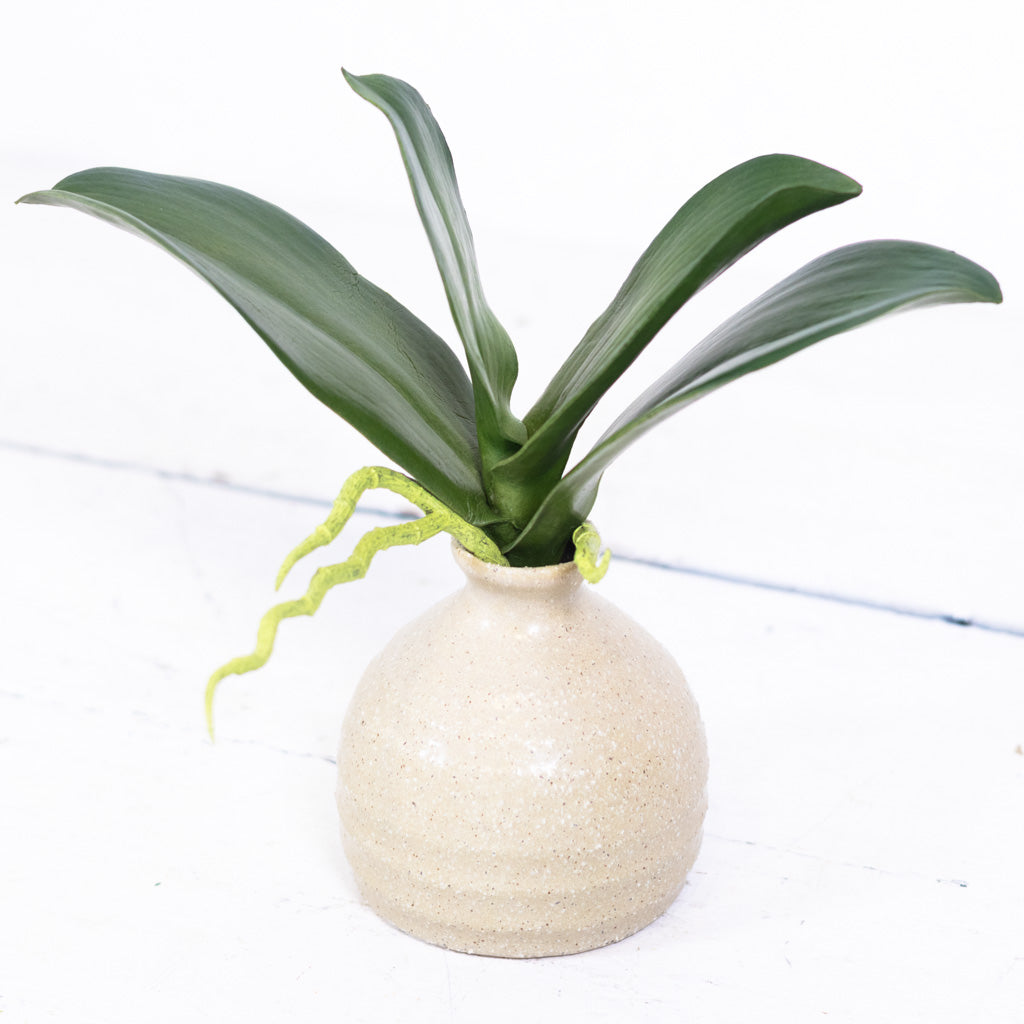 Phalaenopsis Orchid Foliage