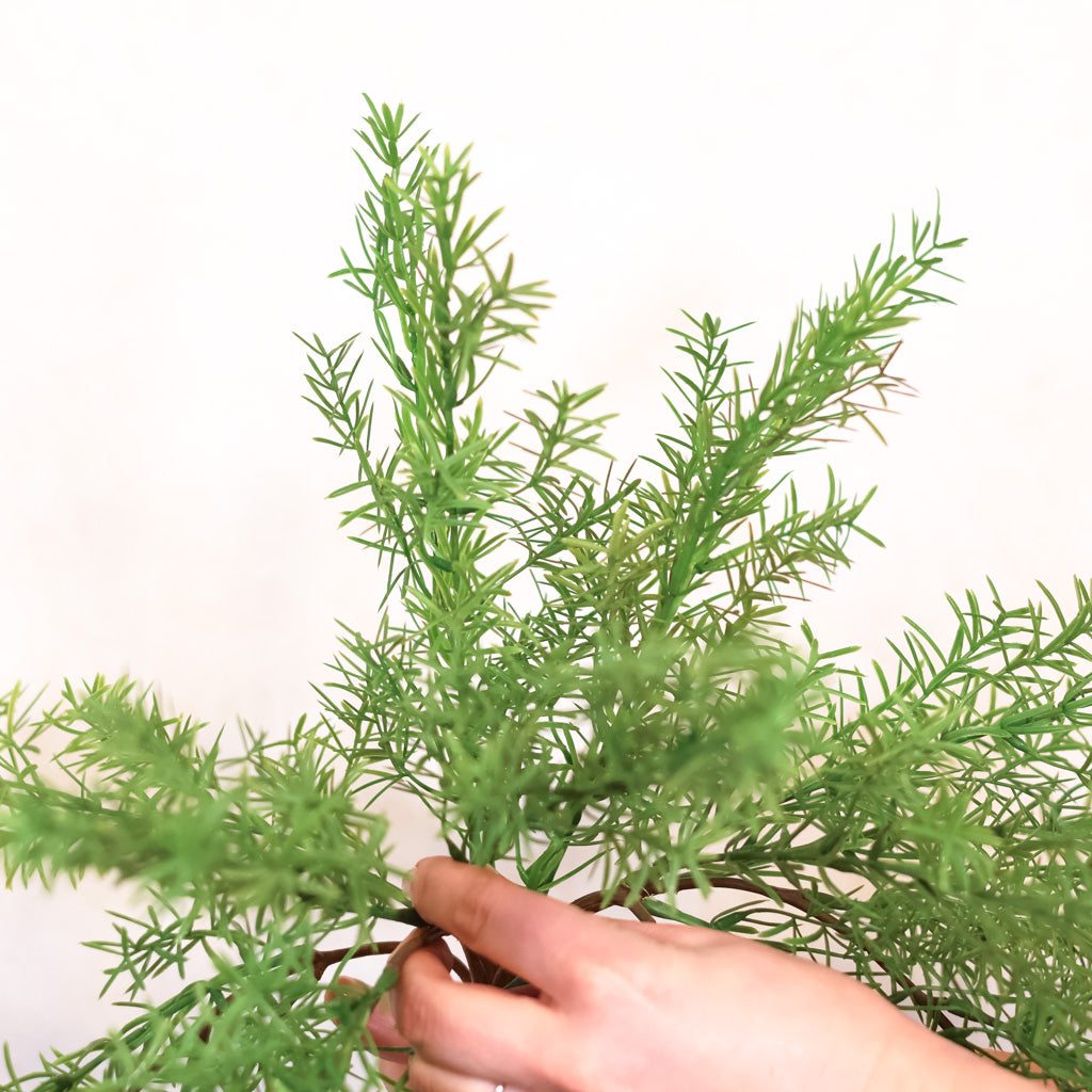 Hanging Springeri