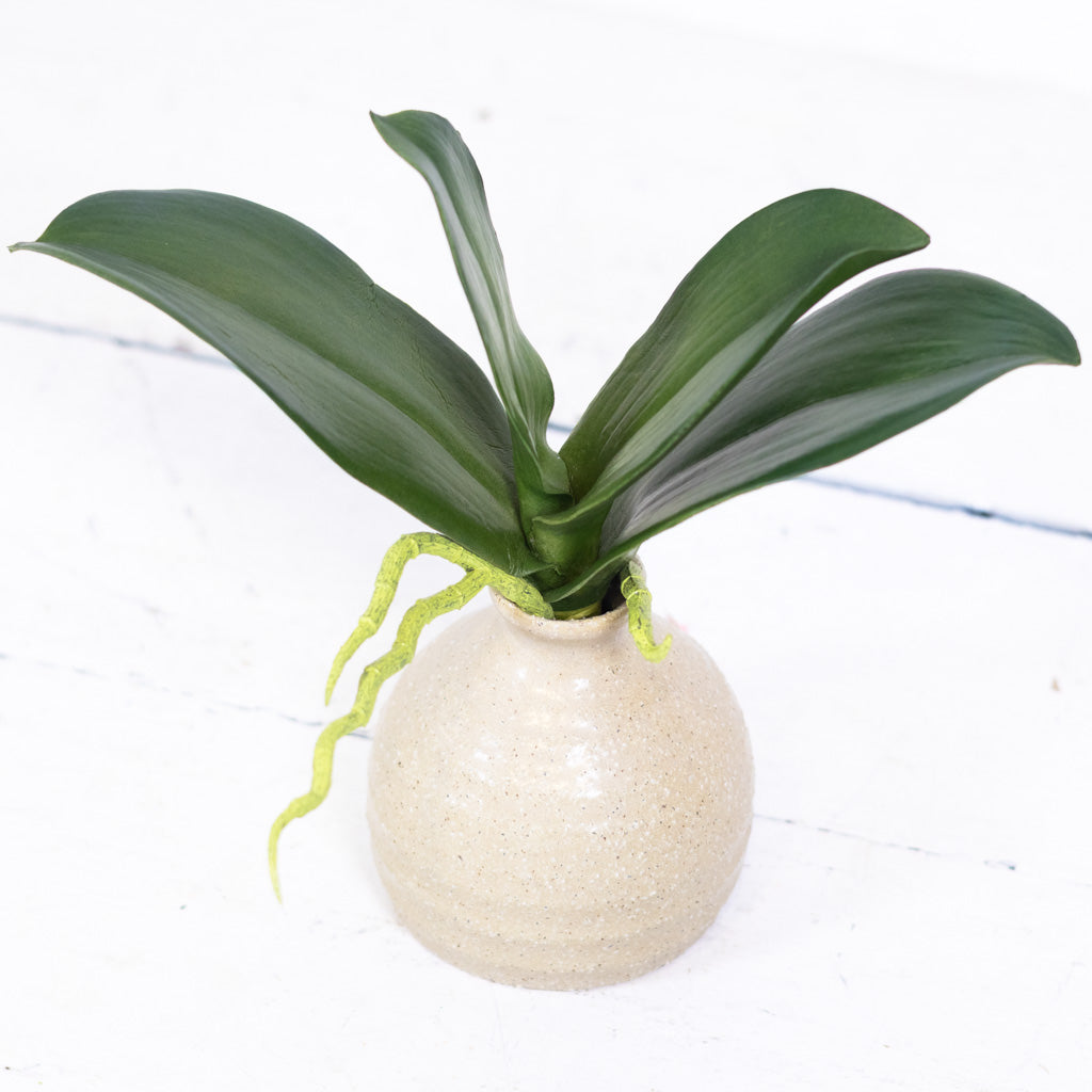 Phalaenopsis Orchid Foliage