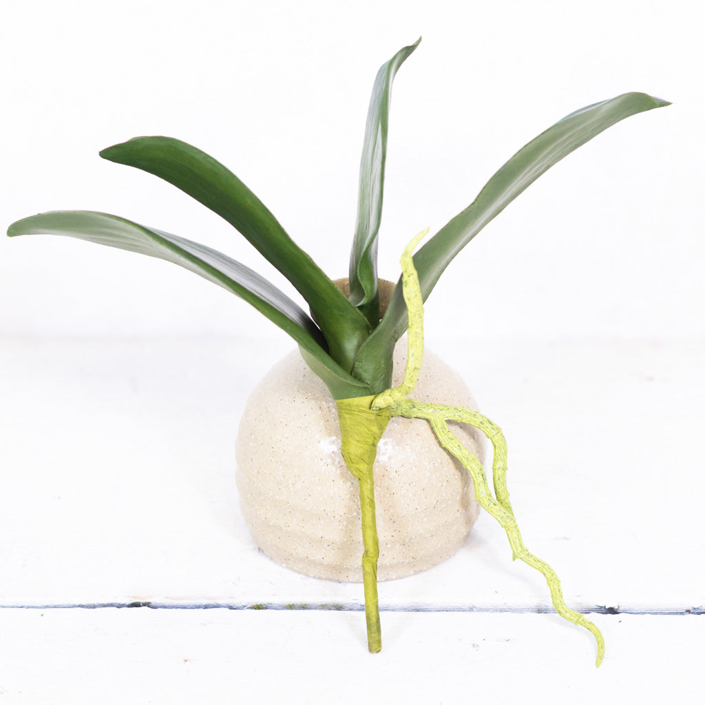 Phalaenopsis Orchid Foliage