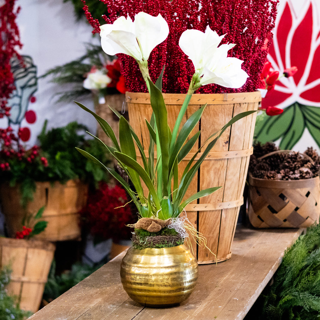 Double White Amaryllis in Moss Pot