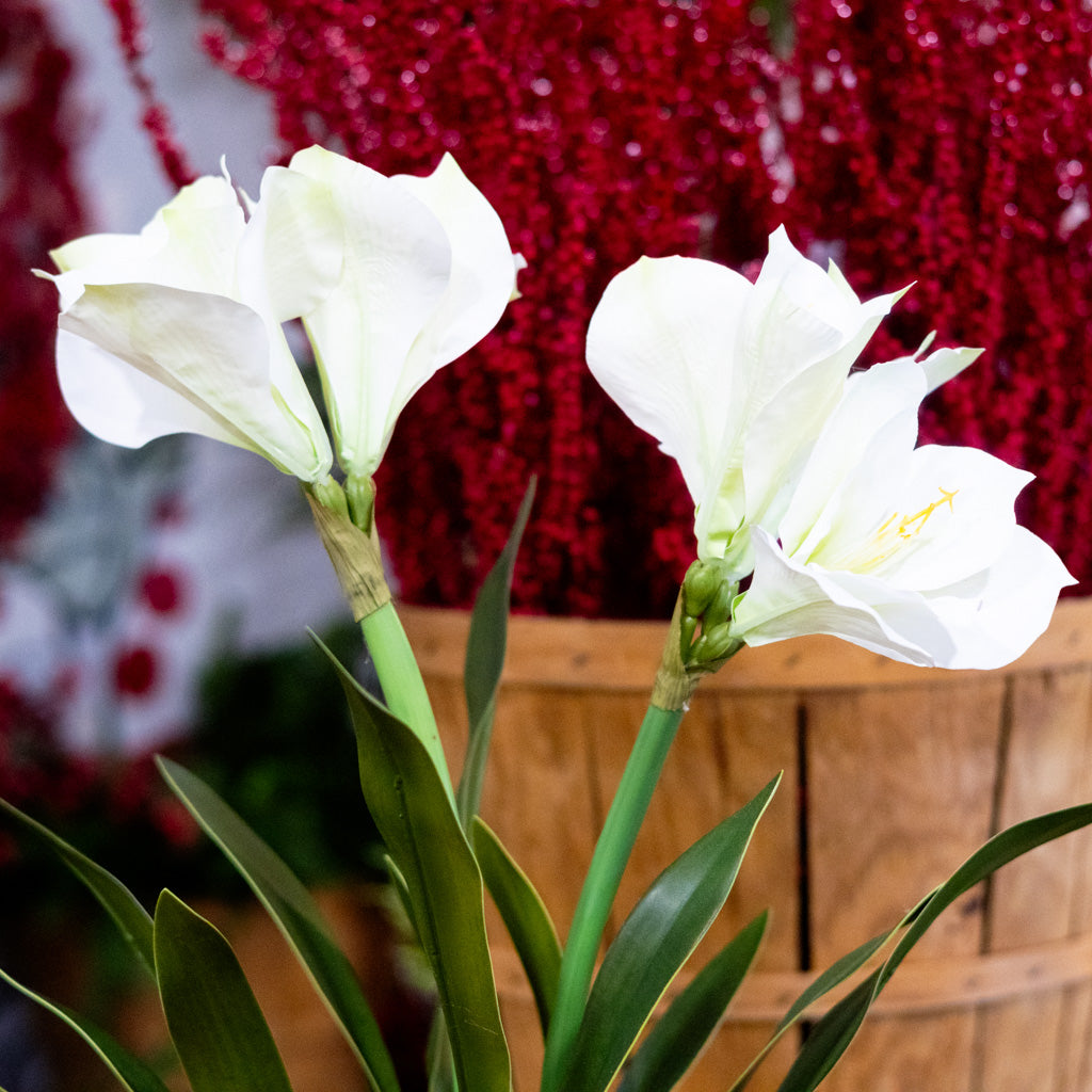 Double White Amaryllis in Moss Pot