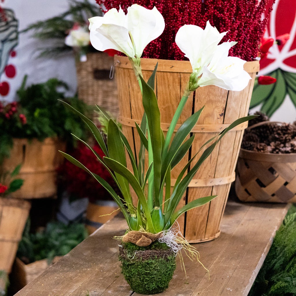 Double White Amaryllis in Moss Pot