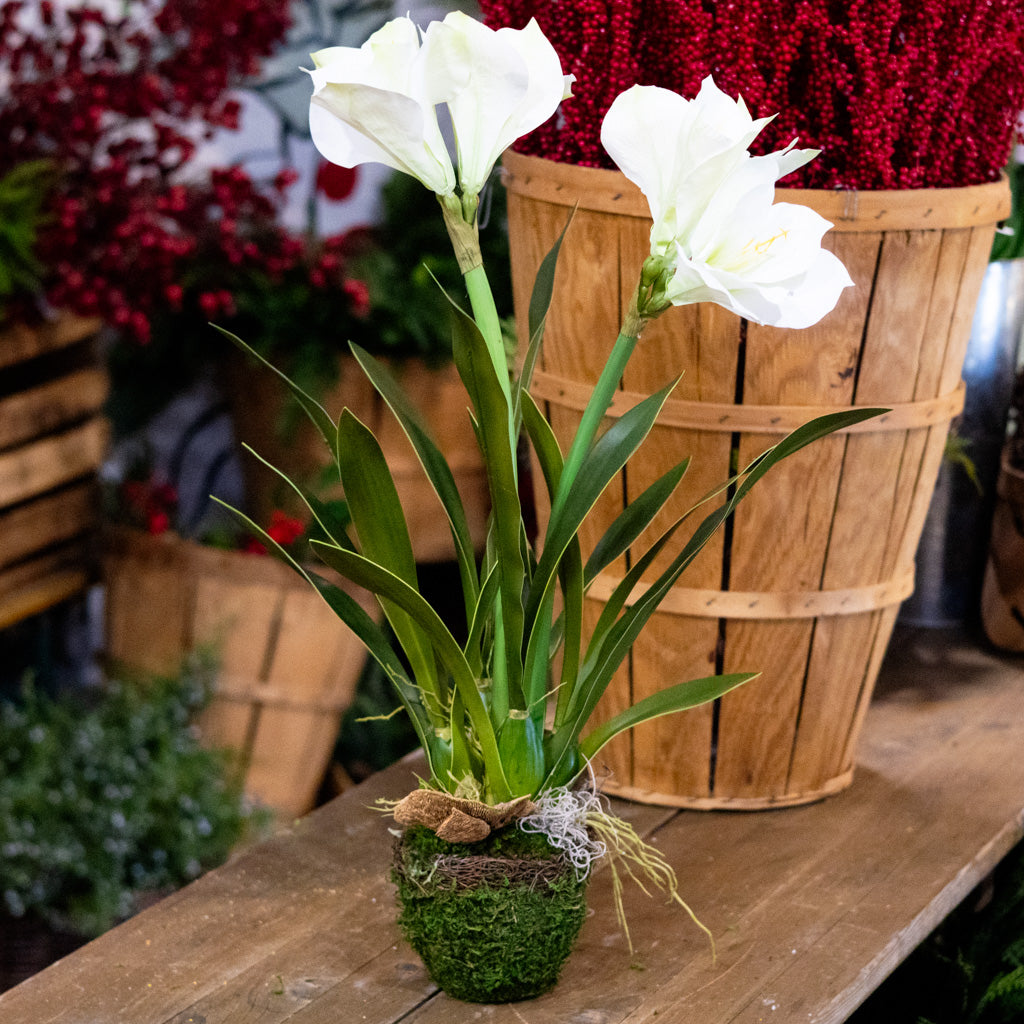 Double White Amaryllis in Moss Pot