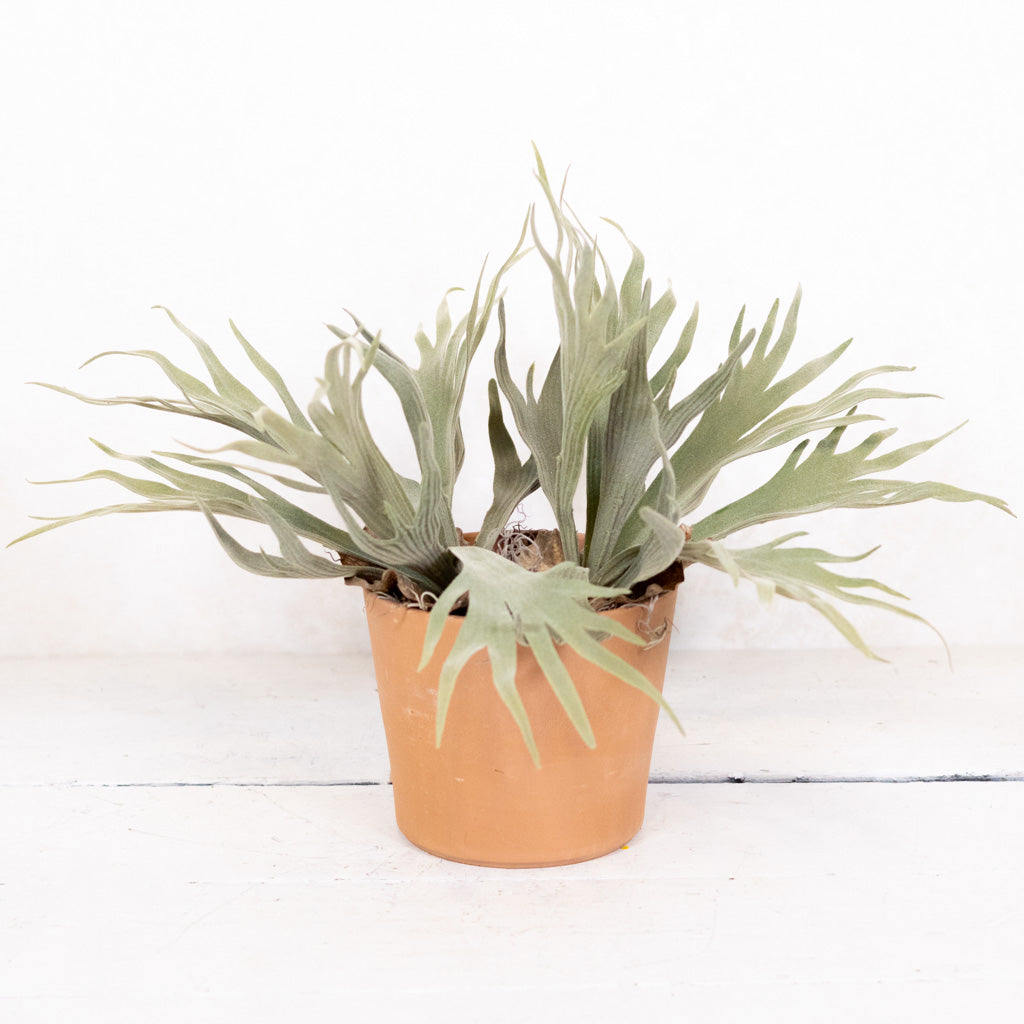 Staghorn Fern Plant Drop In