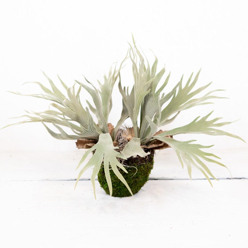 Staghorn Fern Plant Drop In