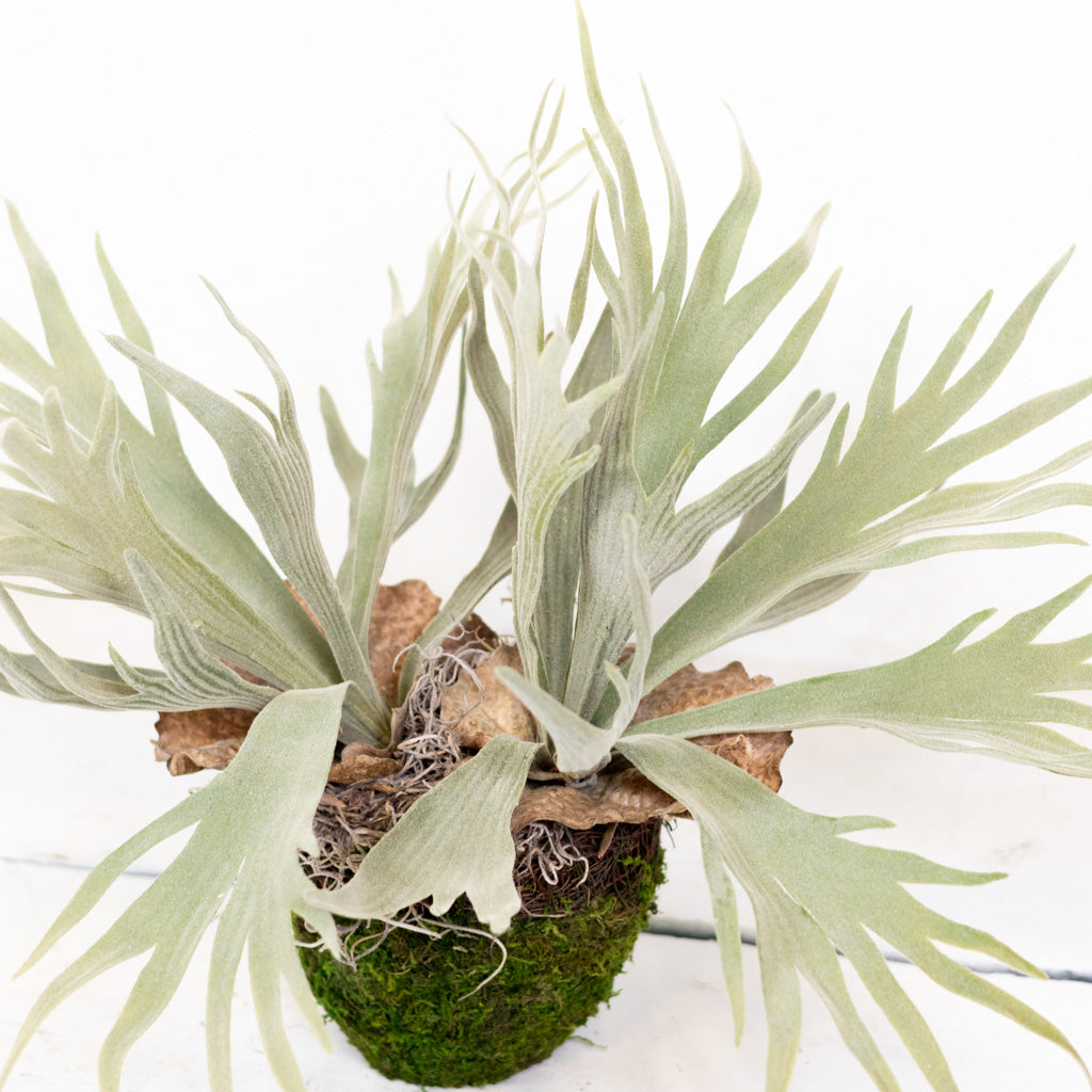Staghorn Fern Plant Drop In