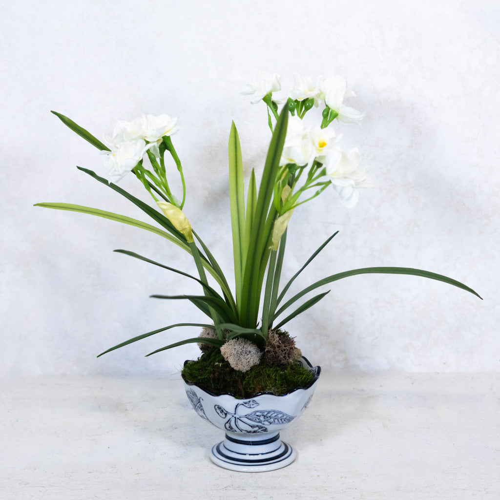 Paperwhite in Blue Porcelain Dish