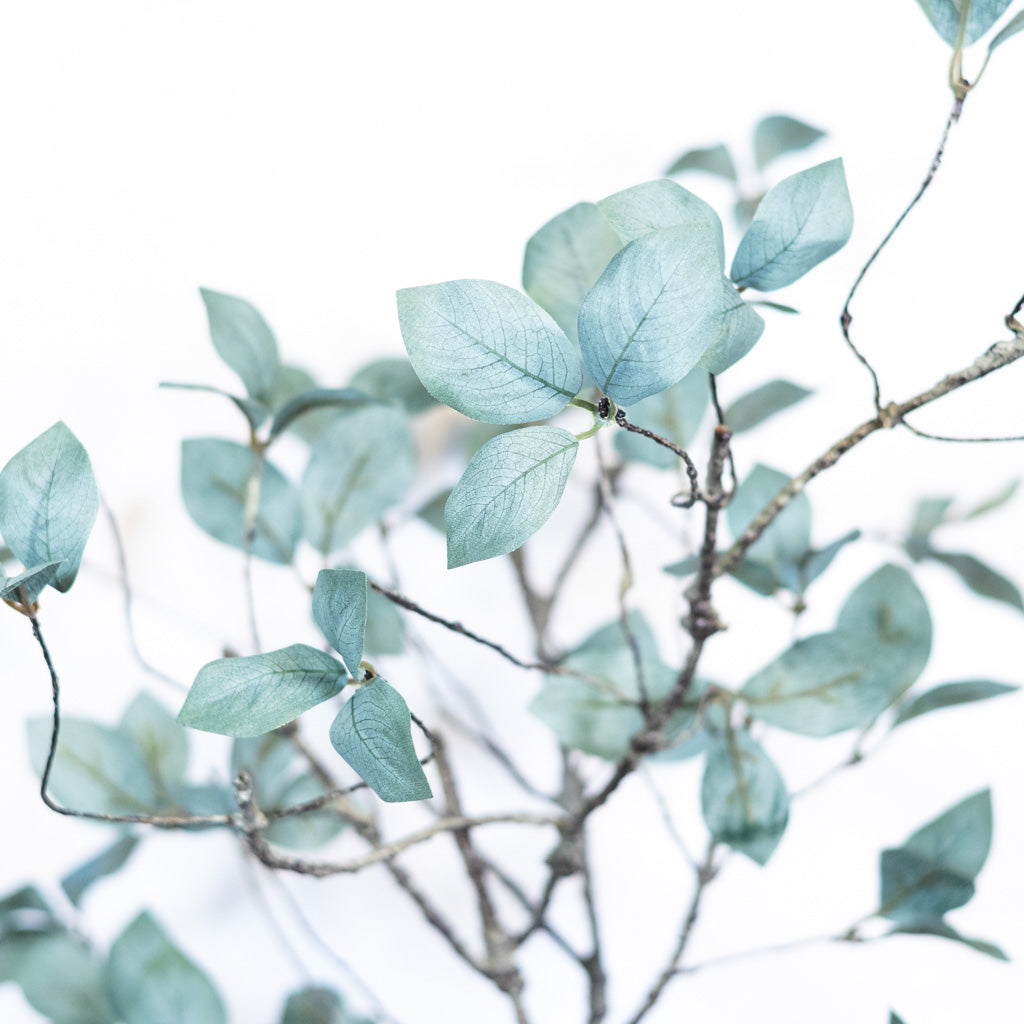 Twig Leaf Bush