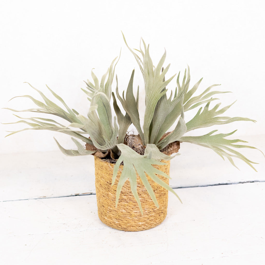 Staghorn Fern Plant Drop In