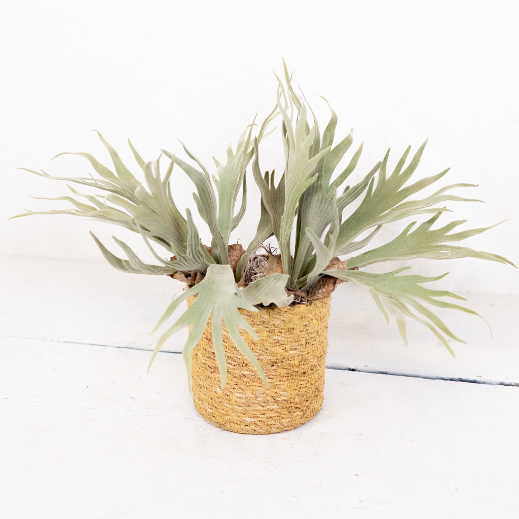 Staghorn Fern Plant Drop In