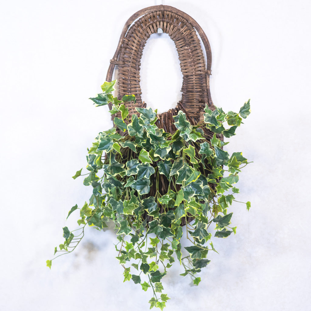 English Ivy Bush Variegated