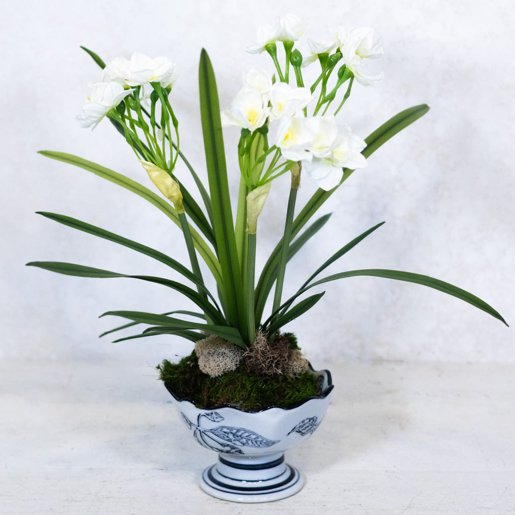 Paperwhite in Blue Porcelain Dish