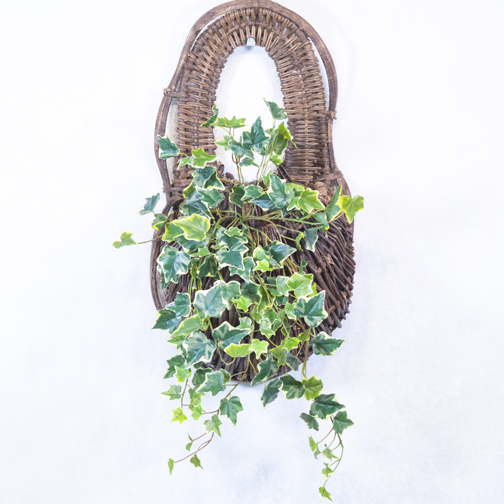 English Ivy Bush Variegated