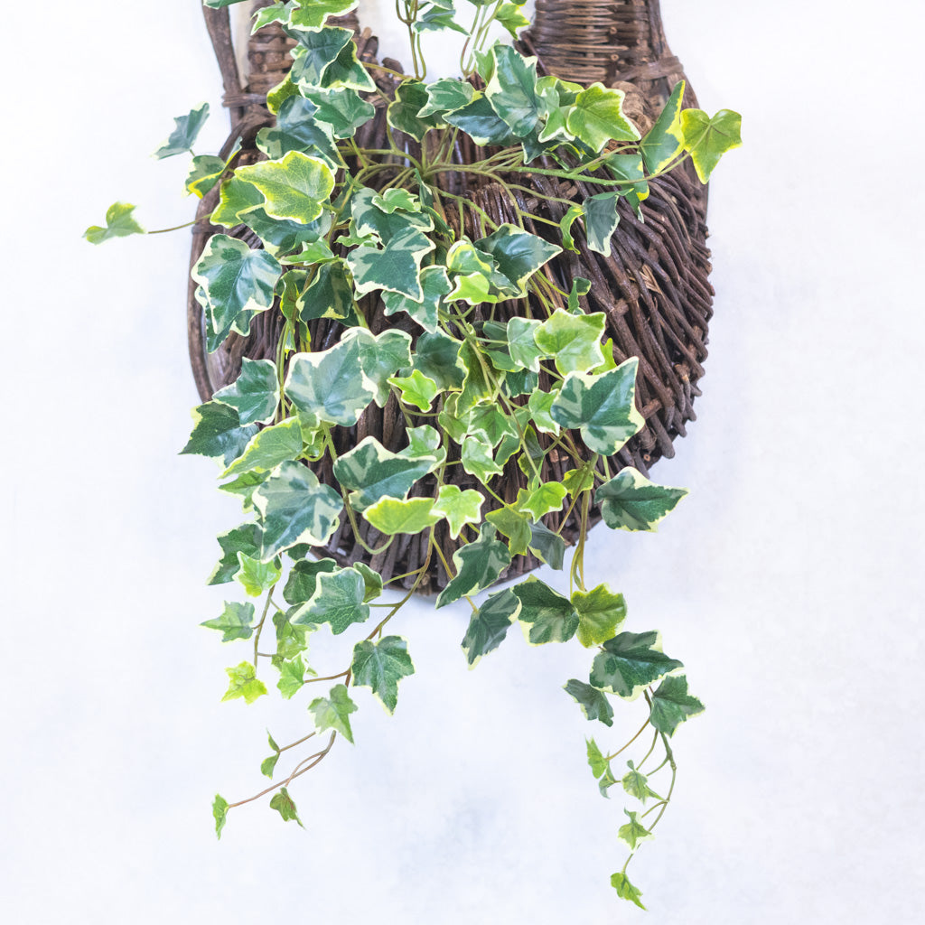 English Ivy Bush Variegated