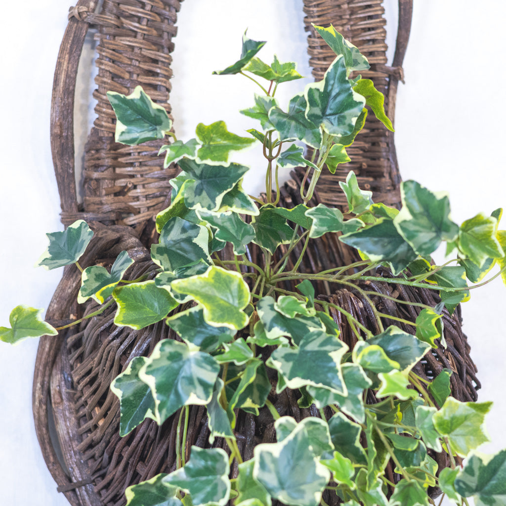 English Ivy Bush Variegated
