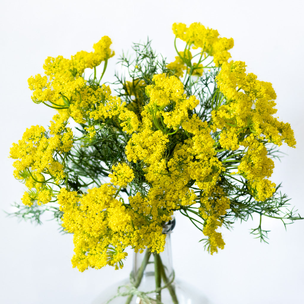 Yellow Queen Anne's Lace Spray