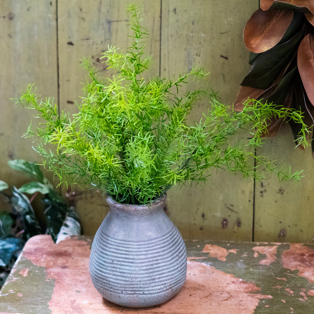 Springeri Short Stem