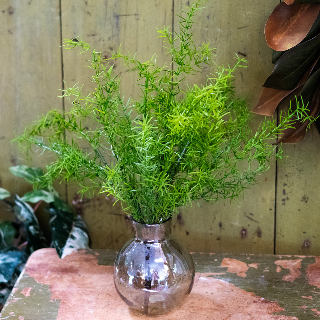 Springeri Short Stem