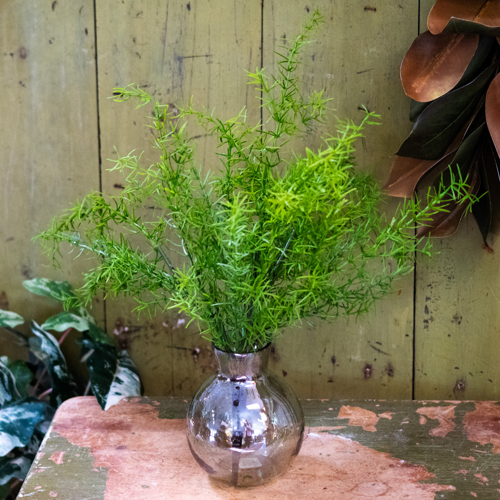 Springeri Short Stem