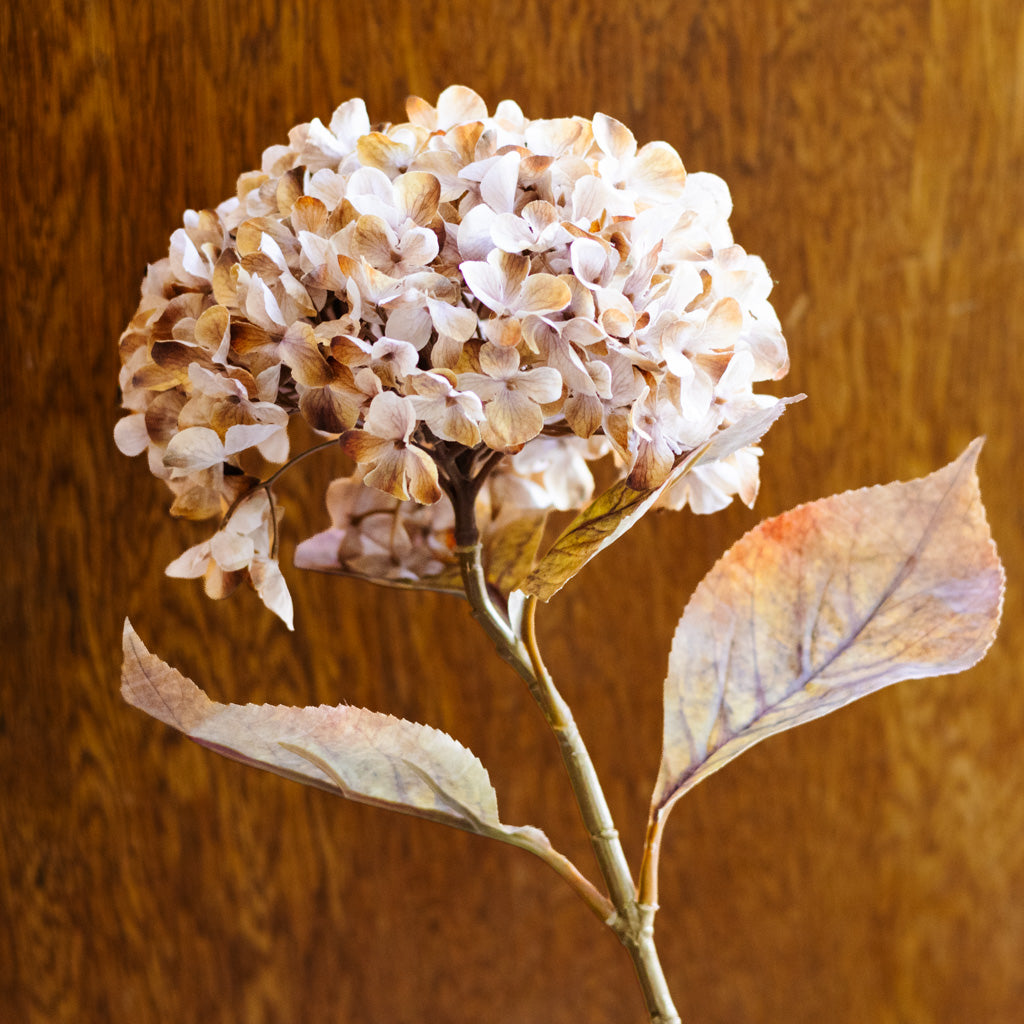Brown Cream Hydrangea Spray