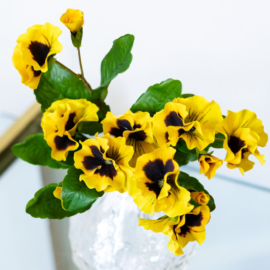 UV Yellow Pansy Plant