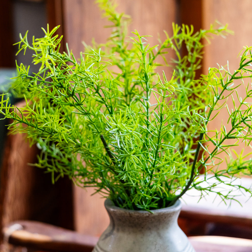 Springeri Short Stem