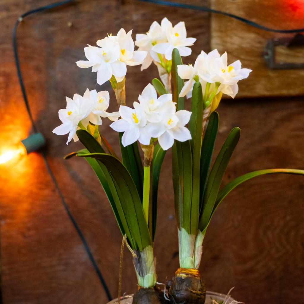 Double Paperwhite Potted