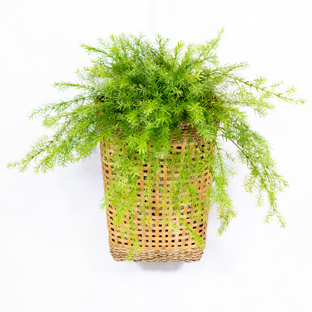 Double Asparagus Drop In