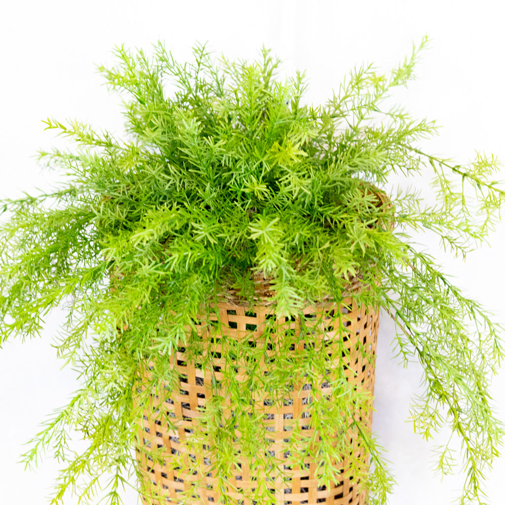 Double Asparagus Drop In