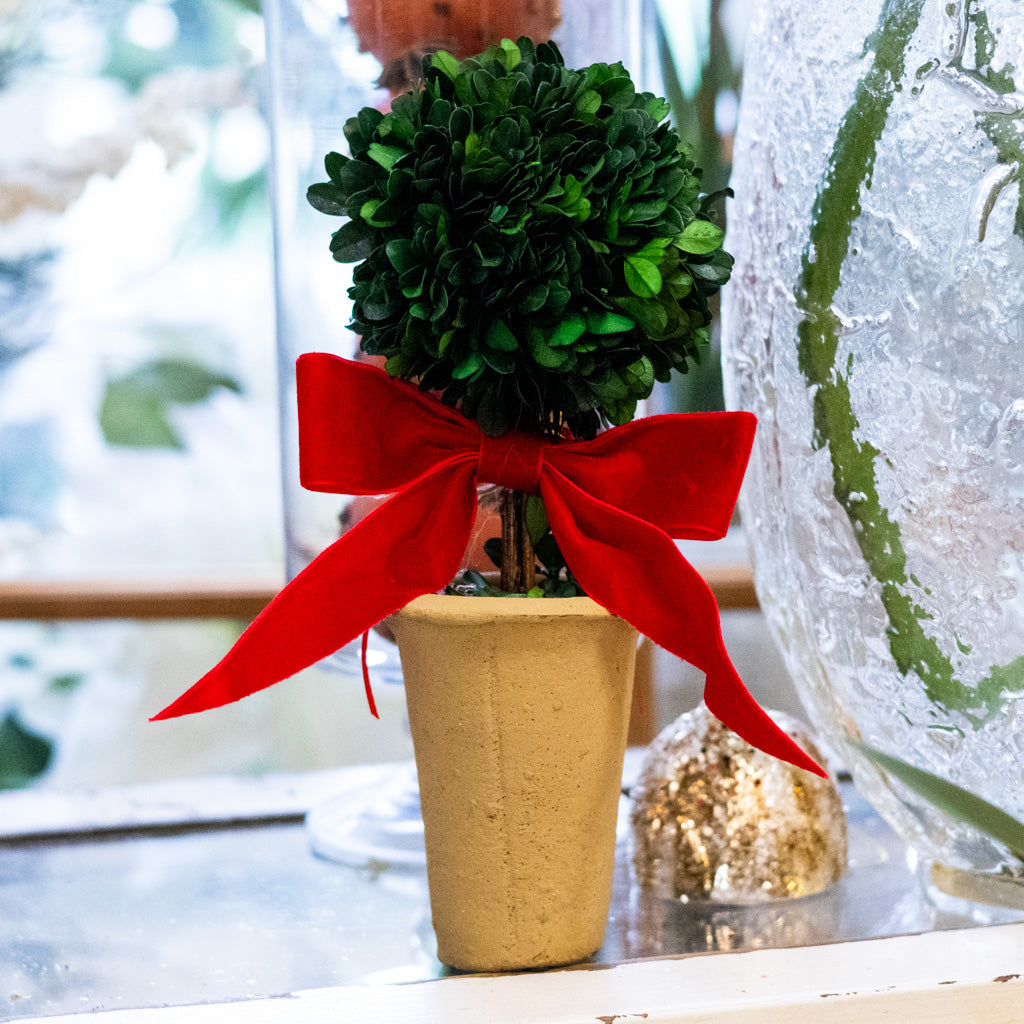 Dried Boxwood Tree with Red Bow in Terracotta Pot