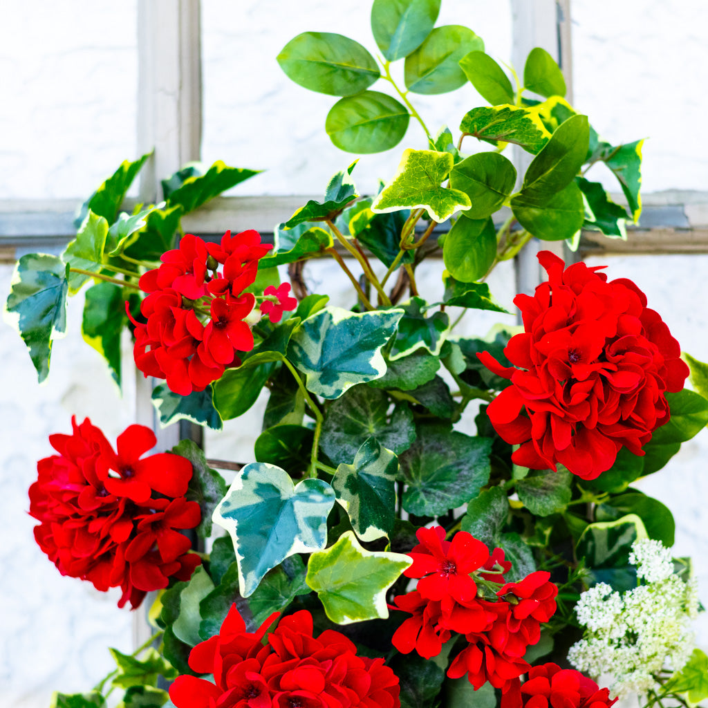 Greenhouse Geranium Down Drop