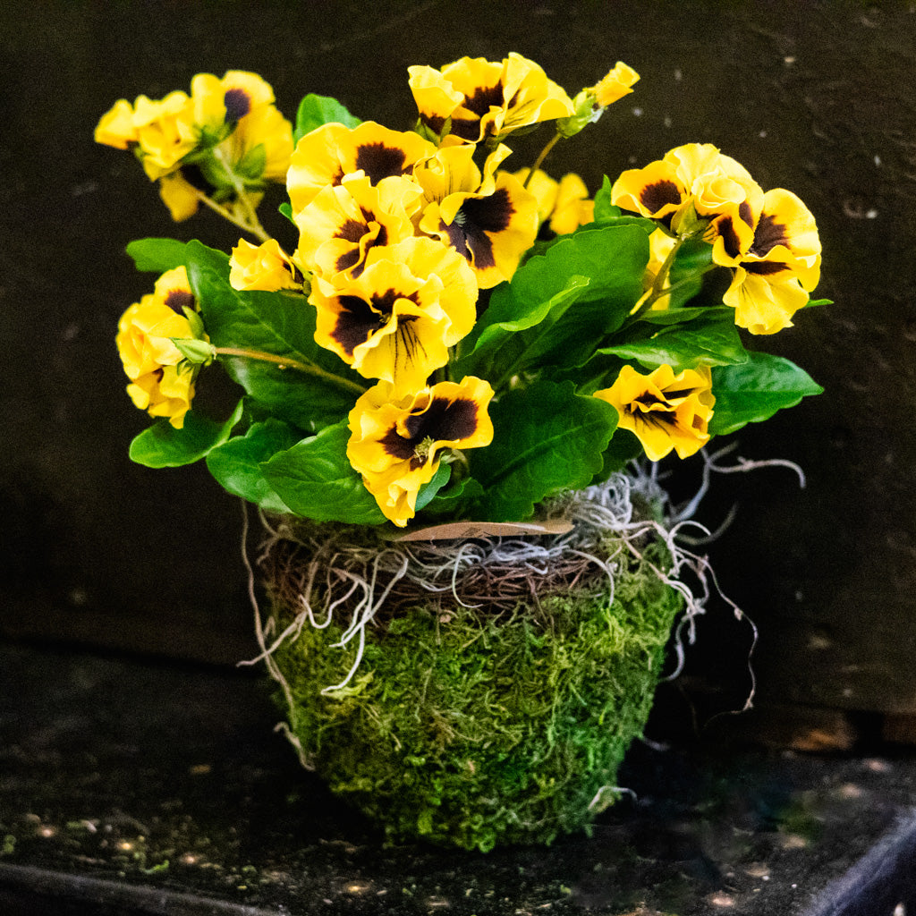 Yellow Pansy Drop In