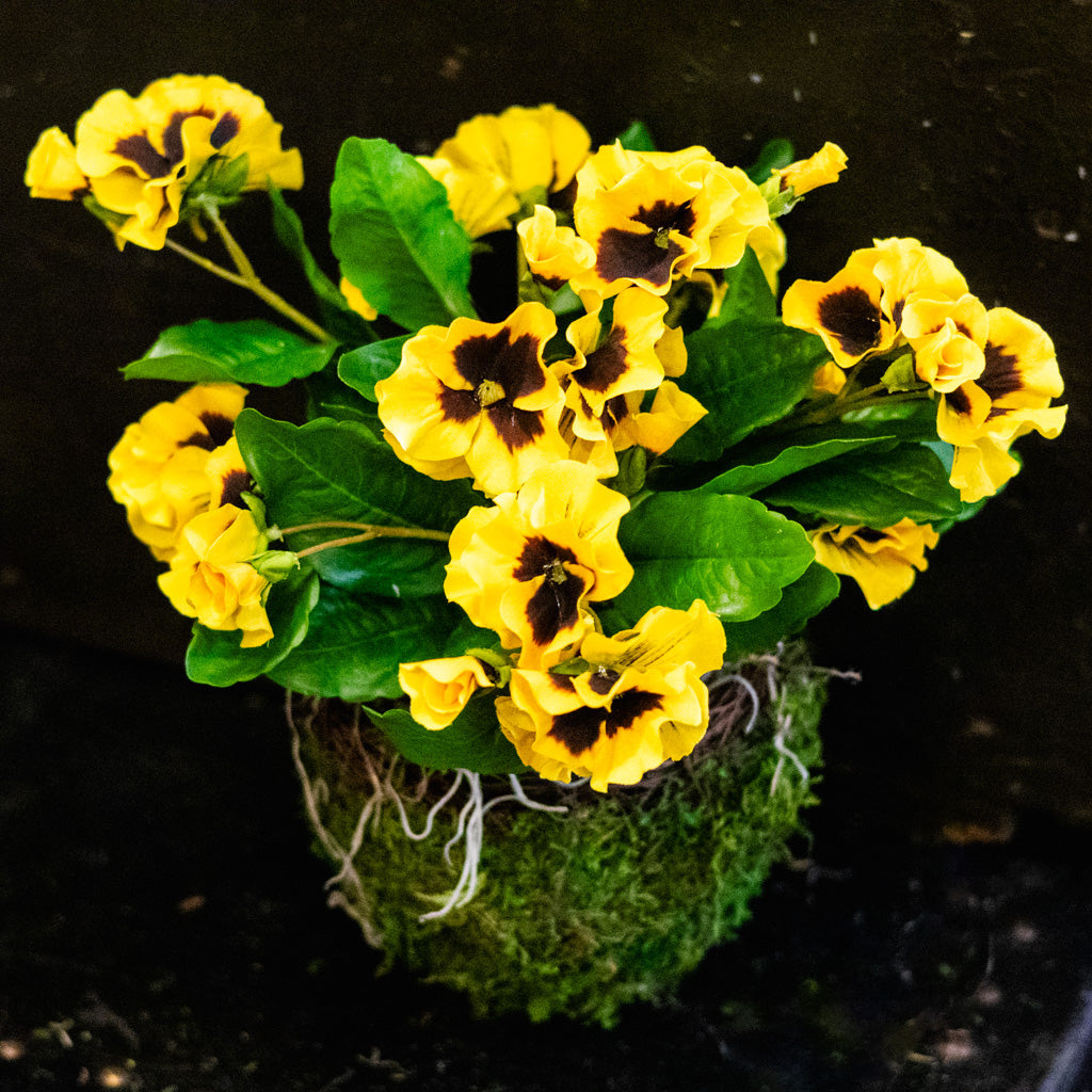 Yellow Pansy Drop In