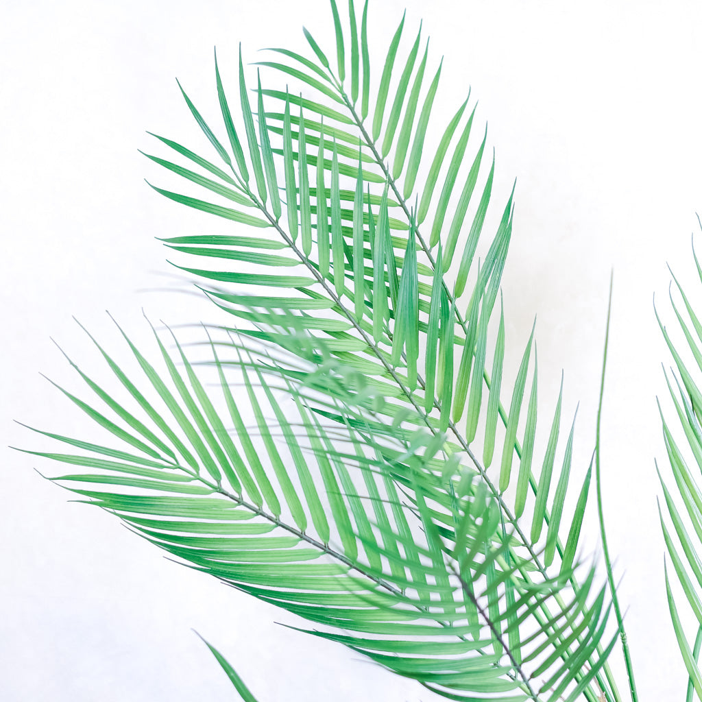 Areca Palm Plant