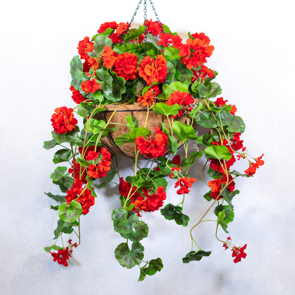 Hanging Red Geranium Hanging Basket UV Protection