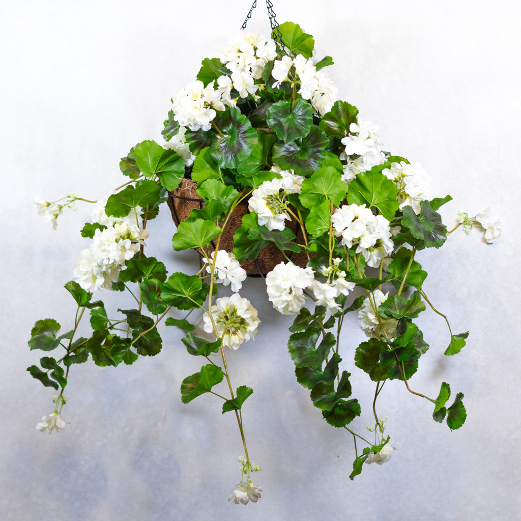 Hanging White Geranium Hanging Basket