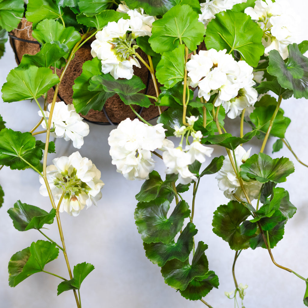 Hanging White Geranium Hanging Basket