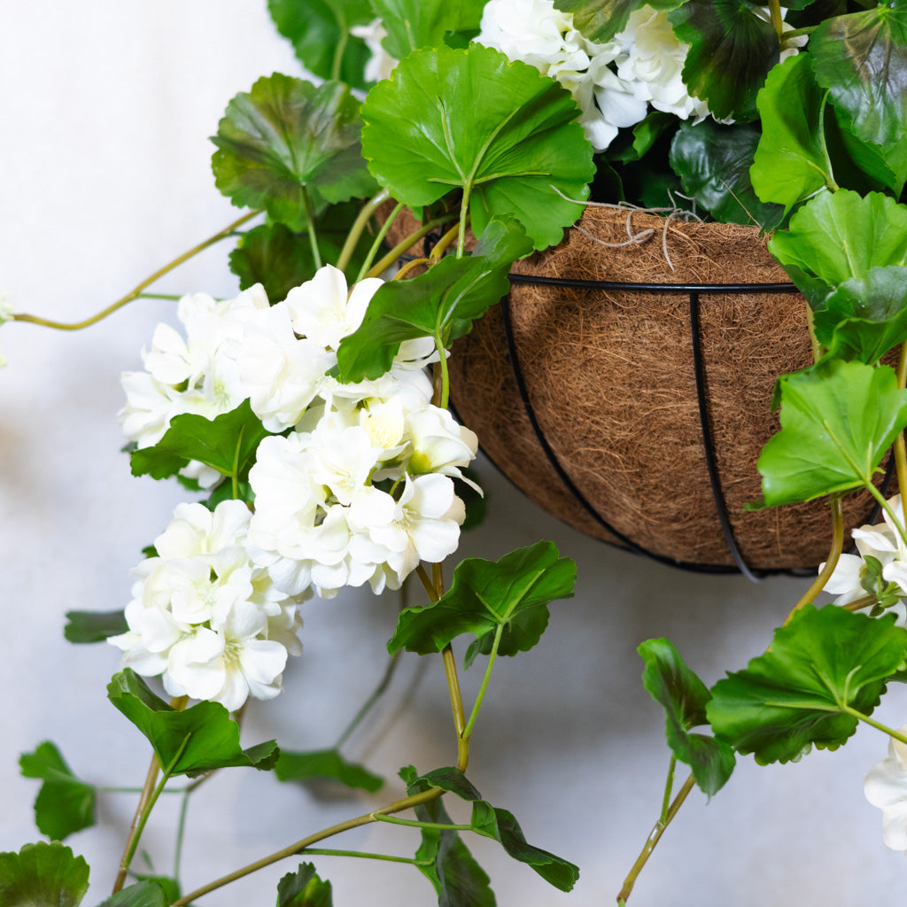 Hanging White Geranium Hanging Basket