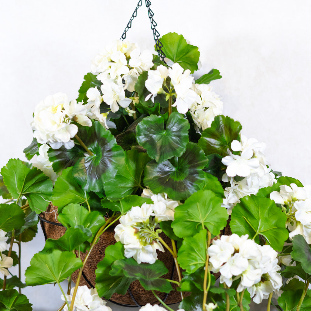 Hanging White Geranium Hanging Basket