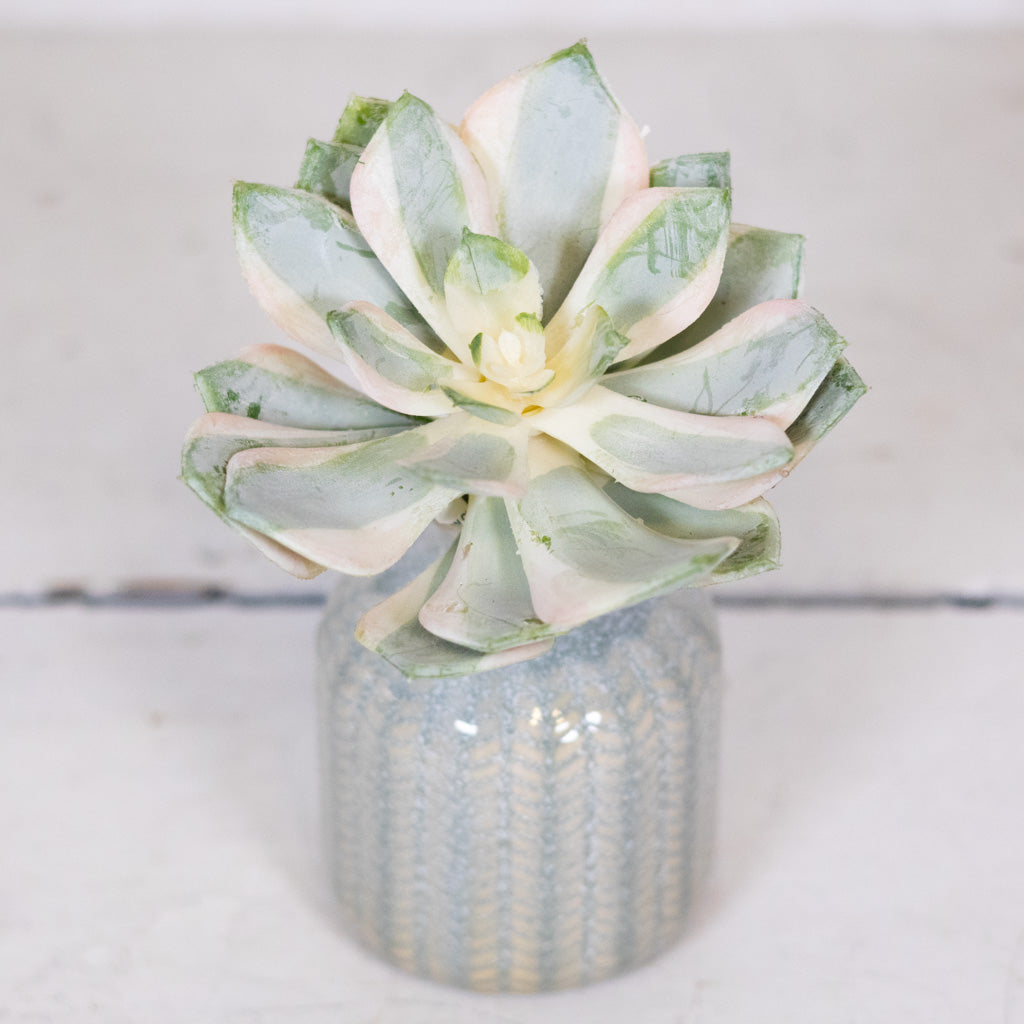 Spoon Succulent Pick
