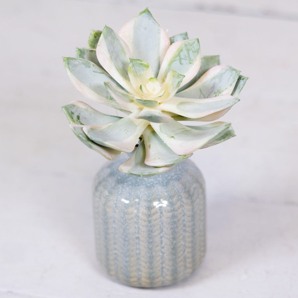 Spoon Succulent Pick