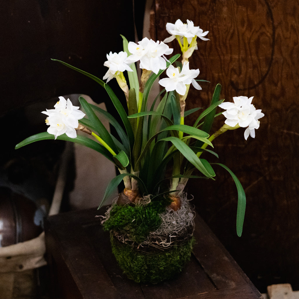 Double Paperwhite Potted